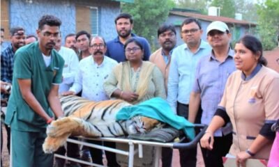 छत्तीसगढ़ में पहली बार बाघ का रेडियो कॉलर .. Kshiti Technologies