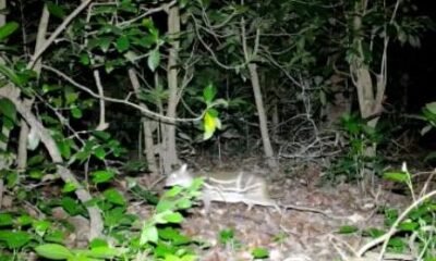 कांगेर घाटी राष्ट्रीय उद्यान: अब दिखा दुर्लभ ‘माउस डियर’ .. Kshiti Technologies