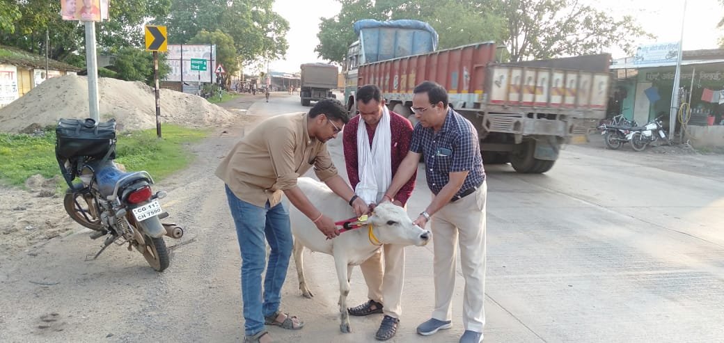 सड़क दुर्घटना से बचाव हेतु घुमन्तू पशुओं में लगाया गया रेडियम बेल्ट एवं ईयर टैगिंग .. Kshiti Technologies सड़क दुर्घटना से बचाव हेतु घुमन्तू पशुओं में लगाया गया रेडियम बेल्ट एवं ईयर टैगिंग .. Kshiti Technologies