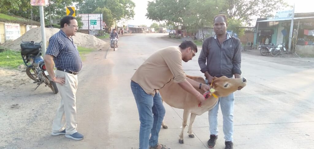 सड़क दुर्घटना से बचाव हेतु घुमन्तू पशुओं में लगाया गया रेडियम बेल्ट एवं ईयर टैगिंग .. Kshiti Technologies सड़क दुर्घटना से बचाव हेतु घुमन्तू पशुओं में लगाया गया रेडियम बेल्ट एवं ईयर टैगिंग .. Kshiti Technologies