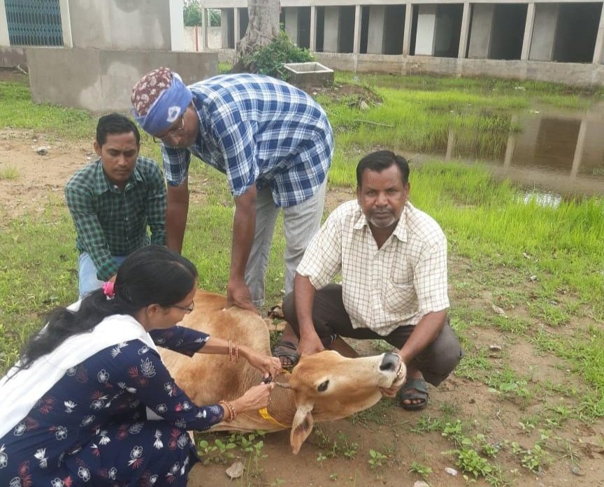 आवारा पशुओं को चिन्हांकित कर की जा रही टैगिंग व लगाई जा रही रेडियम पट्टी .. Kshiti Technologies
