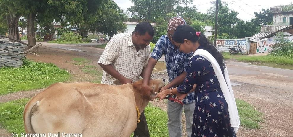 आवारा पशुओं को चिन्हांकित कर की जा रही टैगिंग व लगाई जा रही रेडियम पट्टी .. Kshiti Technologies