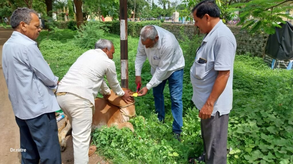 आवारा पशुओं को चिन्हांकित कर की जा रही टैगिंग व लगाई जा रही रेडियम पट्टी .. Kshiti Technologies