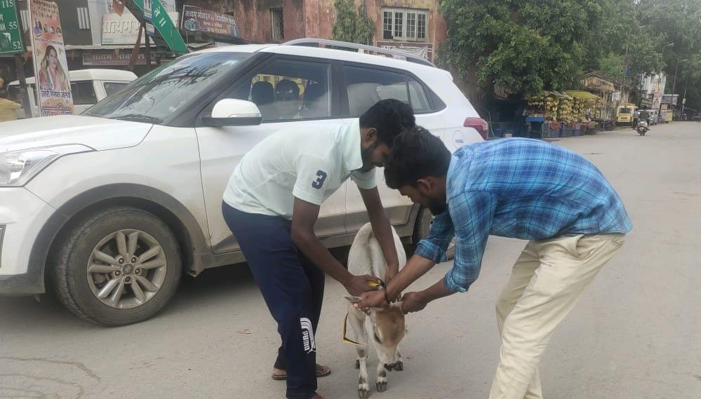 आवारा पशुओं को चिन्हांकित कर की जा रही टैगिंग व लगाई जा रही रेडियम पट्टी .. Kshiti Technologies
