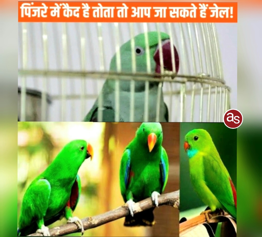 तोते और अनुसूचित पक्षियों की कैद गैरकानूनी: वन विभाग ने 7 दिन में पक्षी सौंपने की अपील की .. Kshiti Technologies तोते और अनुसूचित पक्षियों की कैद गैरकानूनी: वन विभाग ने 7 दिन में पक्षी सौंपने की अपील की .. Kshiti Technologies