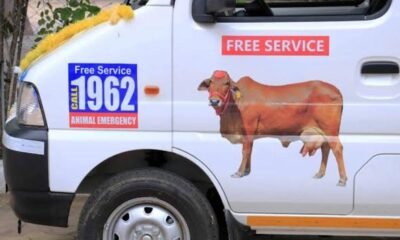 पशुओं के बीमार होने पर डायल करें हेल्पलाइन 1962 .. Kshiti Technologies