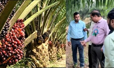 कलेक्टर धर्मेश साहू ने बरमकेला क्षेत्र के पाम ऑयल खेती का निरीक्षण किया .. Kshiti Technologies