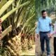 कलेक्टर धर्मेश साहू ने बरमकेला क्षेत्र के पाम ऑयल खेती का निरीक्षण किया .. Kshiti Technologies
