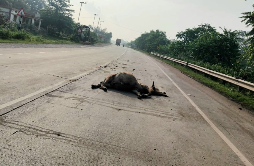 हाईवे पर मौत की रफ्तार : NH-49 पर 20 गायों की कुचलकर मौत .. Kshiti Technologies हाईवे पर मौत की रफ्तार : NH-49 पर 20 गायों की कुचलकर मौत .. Kshiti Technologies