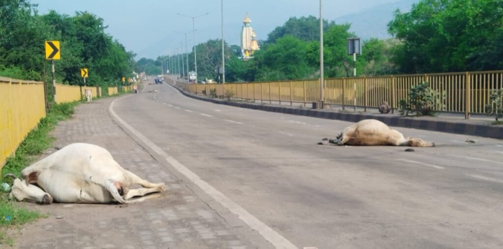 हाईवे पर मौत की रफ्तार : NH-49 पर 20 गायों की कुचलकर मौत .. Kshiti Technologies हाईवे पर मौत की रफ्तार : NH-49 पर 20 गायों की कुचलकर मौत .. Kshiti Technologies