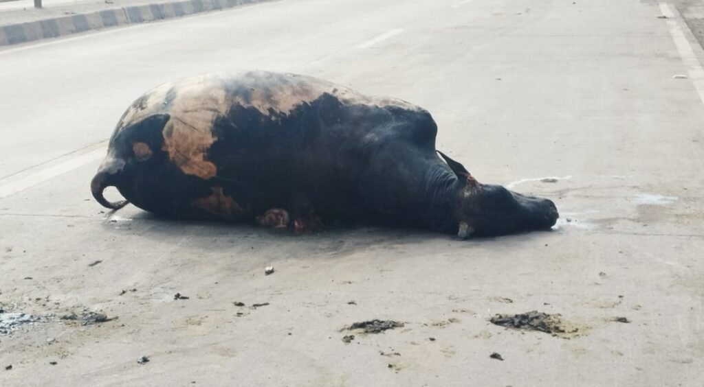 हाईवे पर मौत की रफ्तार : NH-49 पर 20 गायों की कुचलकर मौत .. Kshiti Technologies हाईवे पर मौत की रफ्तार : NH-49 पर 20 गायों की कुचलकर मौत .. Kshiti Technologies