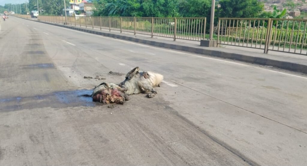 हाईवे पर मौत की रफ्तार : NH-49 पर 20 गायों की कुचलकर मौत .. Kshiti Technologies हाईवे पर मौत की रफ्तार : NH-49 पर 20 गायों की कुचलकर मौत .. Kshiti Technologies