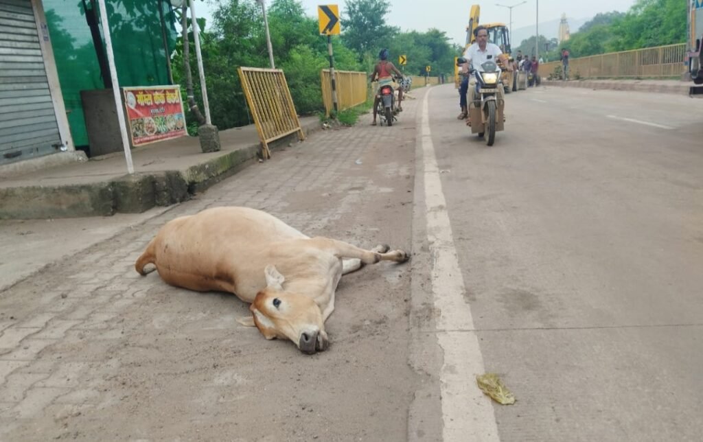हाईवे पर मौत की रफ्तार : NH-49 पर 20 गायों की कुचलकर मौत .. Kshiti Technologies हाईवे पर मौत की रफ्तार : NH-49 पर 20 गायों की कुचलकर मौत .. Kshiti Technologies
