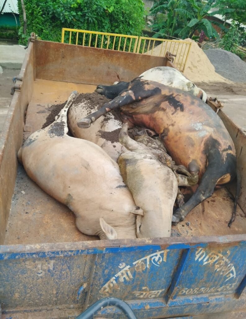 हाईवे पर मौत की रफ्तार : NH-49 पर 20 गायों की कुचलकर मौत .. Kshiti Technologies हाईवे पर मौत की रफ्तार : NH-49 पर 20 गायों की कुचलकर मौत .. Kshiti Technologies