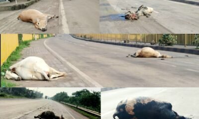 हाईवे पर मौत की रफ्तार : NH-49 पर 20 गायों की कुचलकर मौत .. Kshiti Technologies