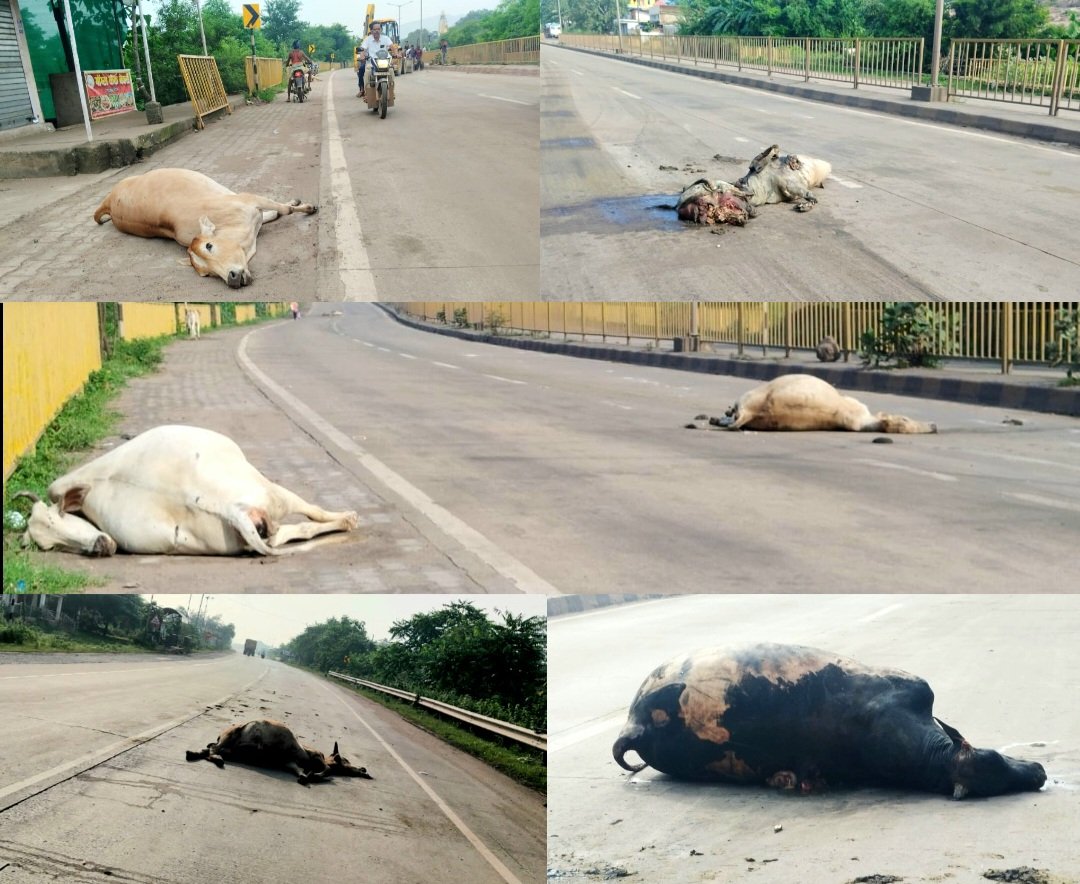 हाईवे पर मौत की रफ्तार : NH-49 पर 20 गायों की कुचलकर मौत .. Kshiti Technologies हाईवे पर मौत की रफ्तार : NH-49 पर 20 गायों की कुचलकर मौत .. Kshiti Technologies
