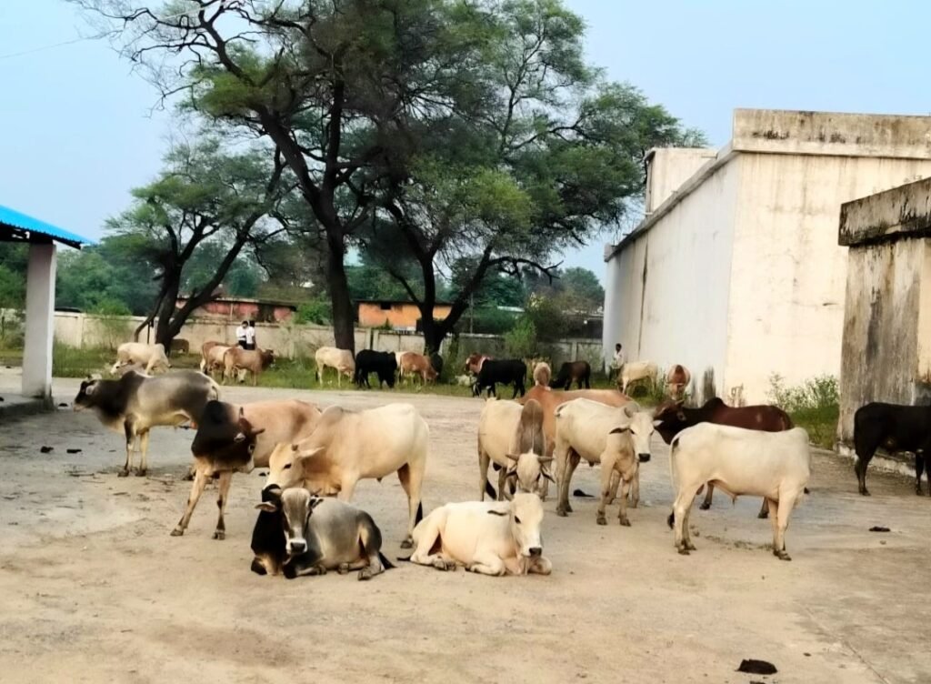 ज़िला पुलिस सक्ती की बड़ी कार्रवाई : आंध्रप्रदेश–महाराष्ट्र–छत्तीसगढ़ गौ-तस्करी नेटवर्क का भंडाफोड़ .. Kshiti Technologies ज़िला पुलिस सक्ती की बड़ी कार्रवाई : आंध्रप्रदेश–महाराष्ट्र–छत्तीसगढ़ गौ-तस्करी नेटवर्क का भंडाफोड़ .. Kshiti Technologies