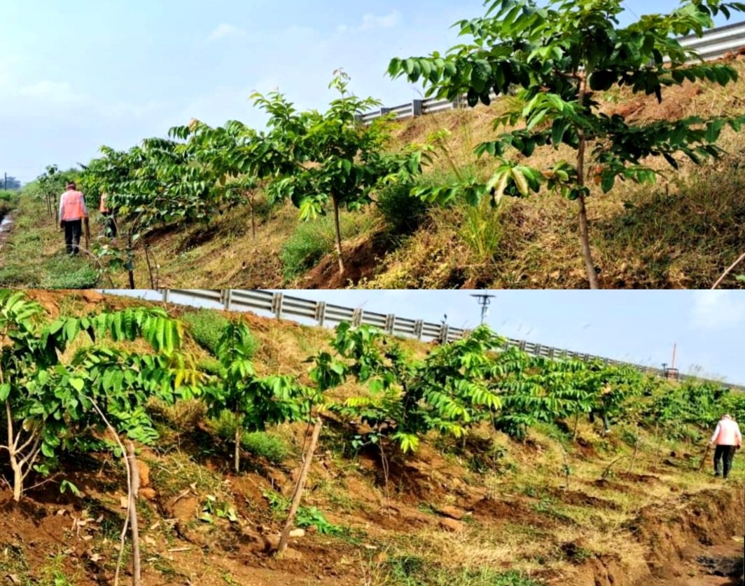 छत्तीसगढ़ के राष्ट्रीय राजमार्ग बन रहे ग्रीन कॉरिडोर: एनएचएआई ने इस साल लगाए 2.71 लाख पौधे .. Kshiti Technologies छत्तीसगढ़ के राष्ट्रीय राजमार्ग बन रहे ग्रीन कॉरिडोर: एनएचएआई ने इस साल लगाए 2.71 लाख पौधे .. Kshiti Technologies